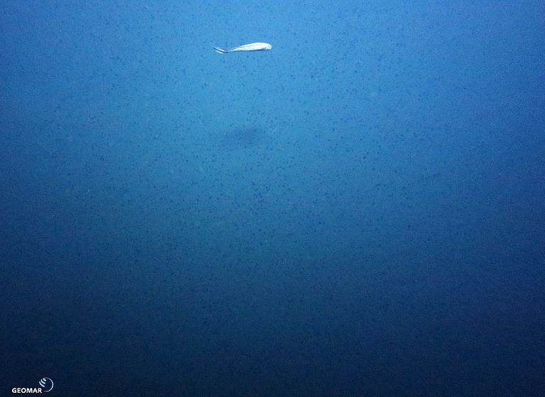 During the expedition SO239 in the spring of 2015, a new type of lighting and camera technology were tested on the AUV ABYSS. Thus more than 44,000 photographs from the seabed of the Pacific were created. The image shows a section of the seafloor with manganese nodules lying close together. Photo: AUV ABYSS, GEOMAR