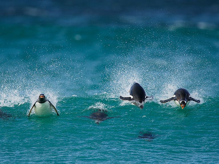 Eselspinguine. Foto: Solvin Zankl