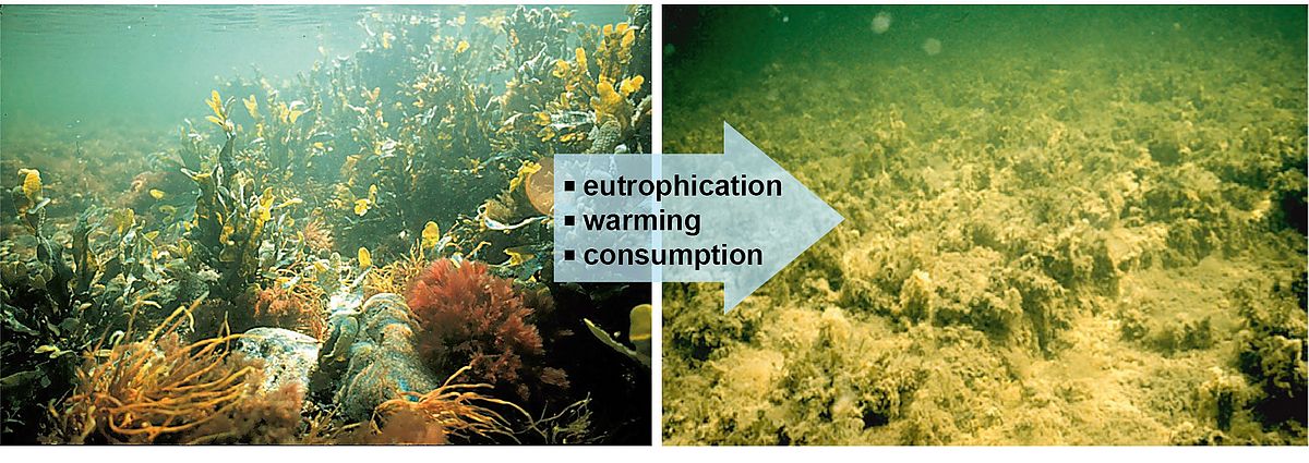 Regime shift from macroalgal-dominated communities (left) with high C-storage to beds of fast growing ephemeral algae with high C turnover, induced by nutrient loading (eutrophication). Credit: B. Worm