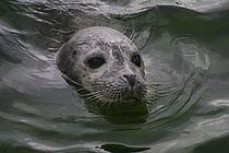 Starb an den Folgen einer Metallvergiftung, hervorgerufen von verschluckten Münzen: die 17-jährige Bea vom Aquarium am in Kiel. Foto: Aquarium Kiel