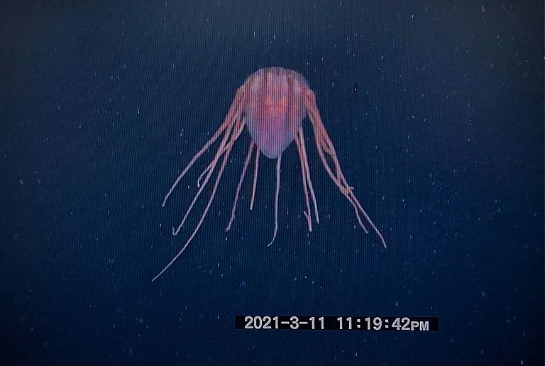 Screenshot of Periphylla from a video of the towed camera system PELAGIOS by Henk-Jan Hoving (GEOMAR). Foto: Helena Hauss