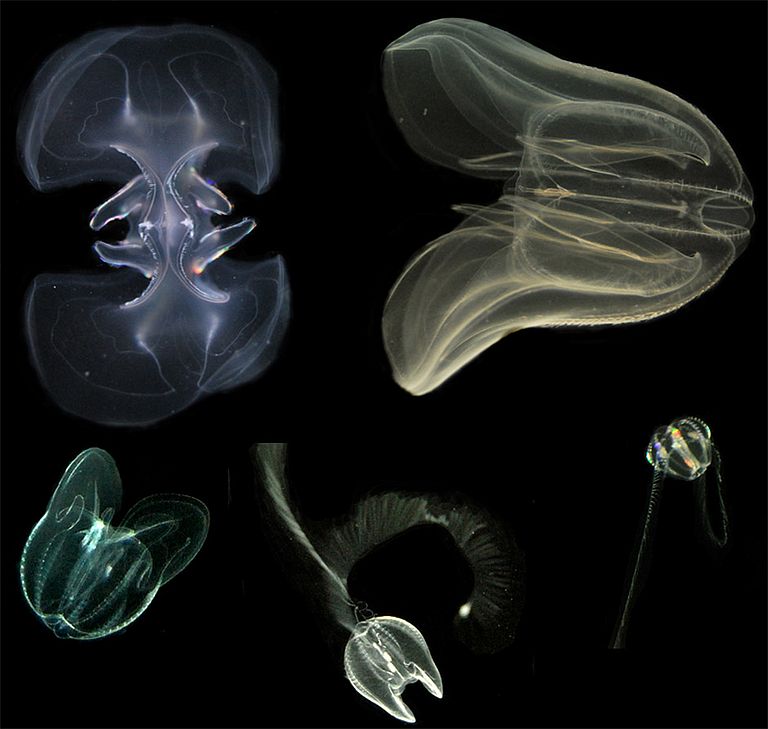 life cycle of a comb jelly. Collage: C. Jaspers, GEOMAR.