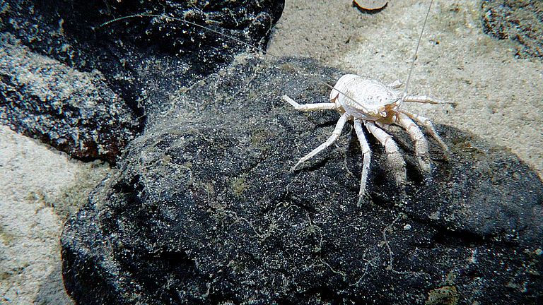 Artenvielfalt an Seamounts im Zentralpazifik: Tiefseekrebs.