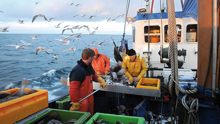 Intensive Fischerei beeinflusst die Artenzusammensetzung im Ozean. 