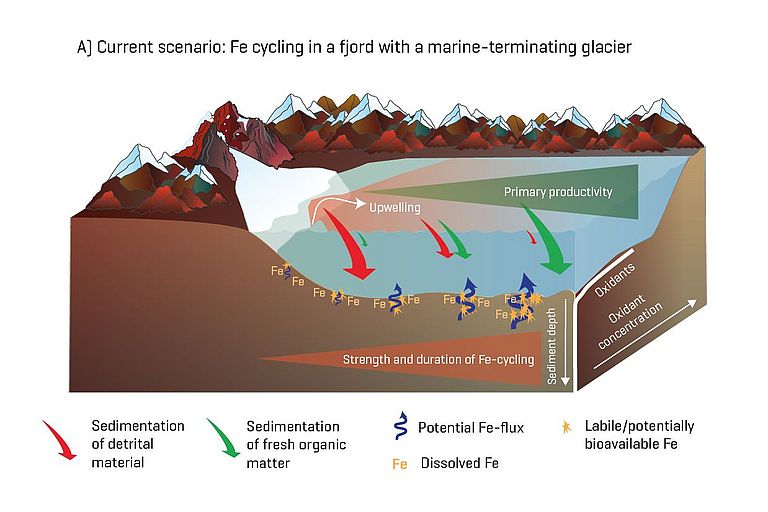 Graphic showing the role of sediment in nutrient availability in Spitsbergen fjords when glaciers reach into the water. Graphic modified according to Laufer-Meiser et al., 2021