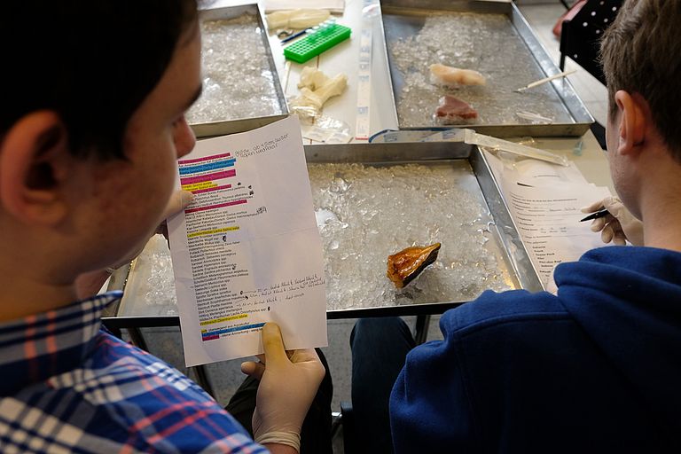 Probennahme an einem  Stück Fisch aus dem Supermarkt. Die Jugendlichen, die beim Projekt #fischdetektive mitmachen, lernen dabei auch, dass Dokumentation ein wichtiger Bestandteil von Wissenschaft ist. Foto: Jan Steffen/GEOMAR