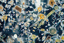 Microalgae under the microscope, against a black background, are small rod-shaped, spherical and spiral white and yellow structures.