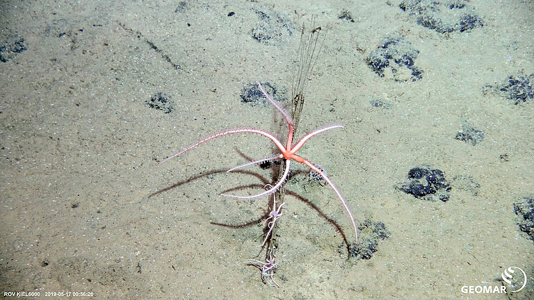  The seabed is covered with dark nodules; on one of them grows an organism, on which several pink brittle stars are perched