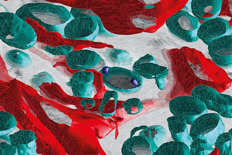 Die Visualisierung des Schwammgewebes verdeutlicht den engen Kontakt von Schwammzellen (rot) mit den im Schwamm lebenden Bakterien (türkis). Grafik: Martin T. Jahn/GEOMAR