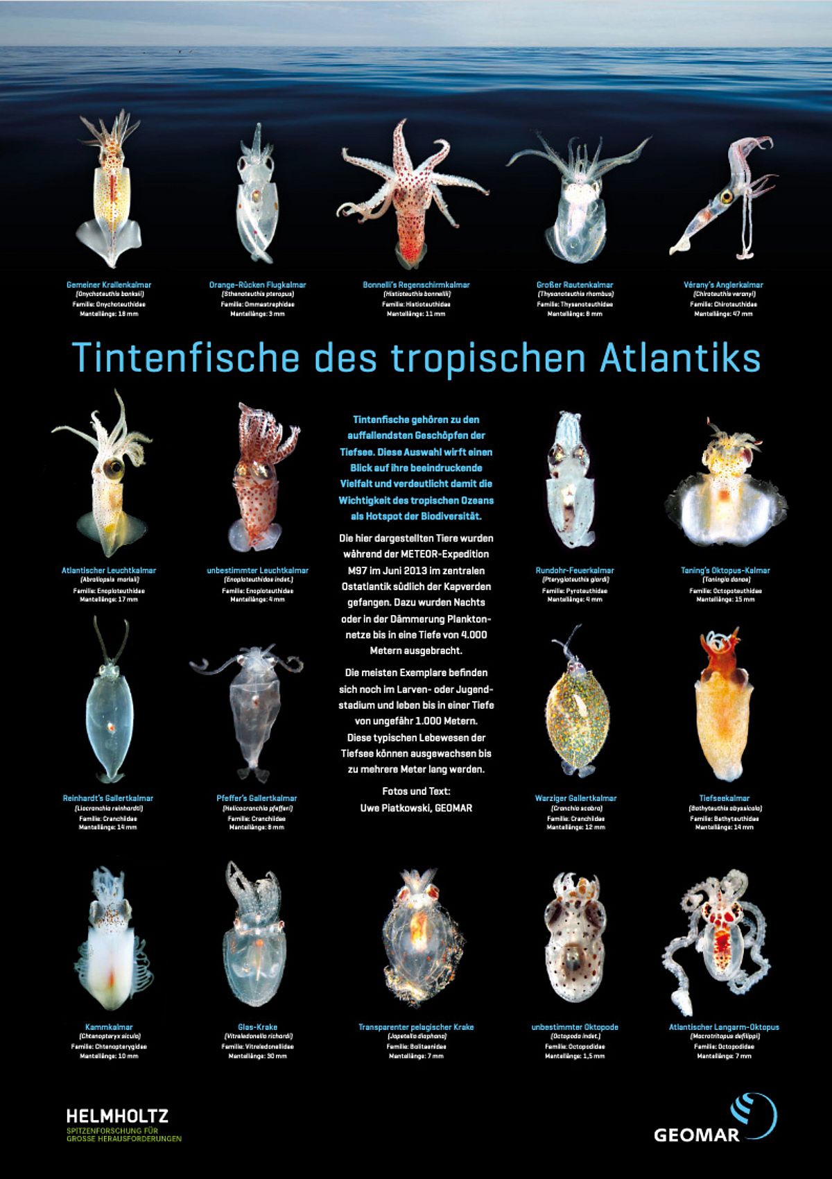 Poster Tintenfische