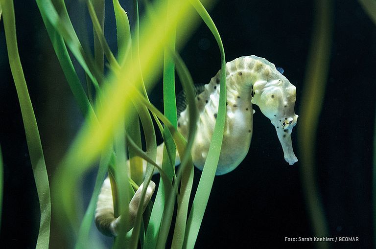 Ein Seepferdchen der Art Hippocampus abdominalis. Photo: Sarah Kaehlert