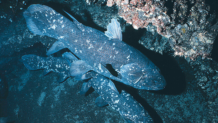 Erst mit JAGO konnte der legendäre Quastenflosser in seinem Lebensraum intensiv erforscht werden.