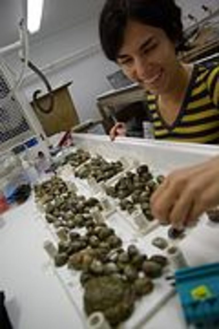 Anne Philipp war 2010 die erste GAME-Teilnehmerin aus den USA. Zusammen mit ihrem deutschen Teampartner untersuchte sie am Rande der Chesapeake-Bay die Stressresistenz der Pantoffelschnecke Crepidula fornicata. Foto: privat