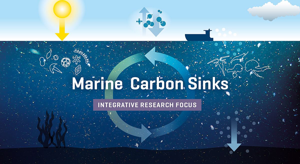 Marine Carbon Sinks Visual