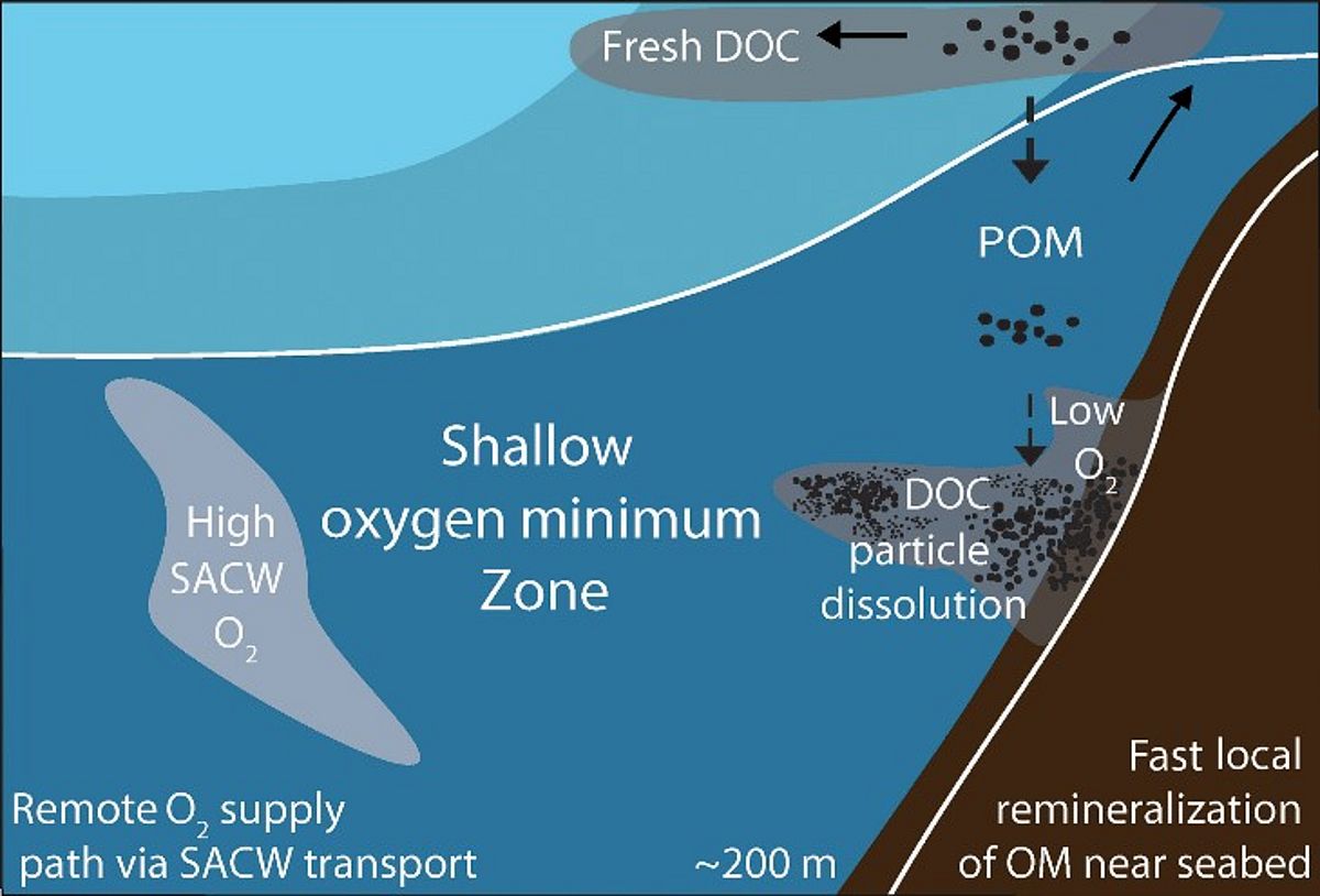Schematic showing the interplay between remote physical transport mechanisms and local organic matter remineralization processes creating oxygen and nitrate variability within the oxygen minimum zone off Mauritania (from Thomsen et al., 2019).