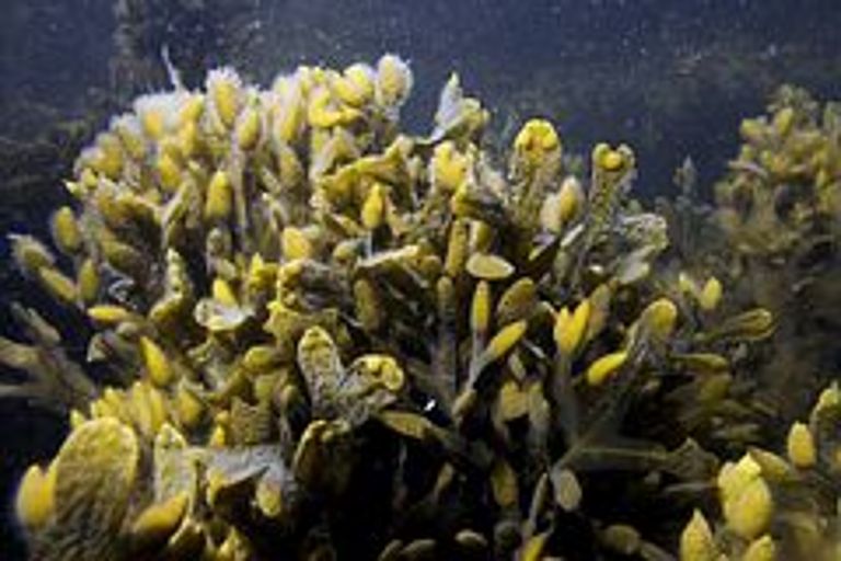 Schnelle und drastische Änderungen in seiner Umwelt ist der Blasentang Fucus vesiculosus eigentlich gewohnt. Trotzdem sind seine Populationen in der Ostsee deutlich geschrumpft. Der Grund könnte in komplexen Wechselwirkungen innerhalb der Ökosysteme zu finden sein, die schon kleinste Veränderungen der Durchschnittswerte zu großen Auswirkungen potenzieren. Foto: Uli Kunz.