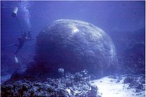 Korallenstock im Roten Meer. Durchmesser der Koralle etwa fünf Meter. Foto: Helmut Schuhmacher