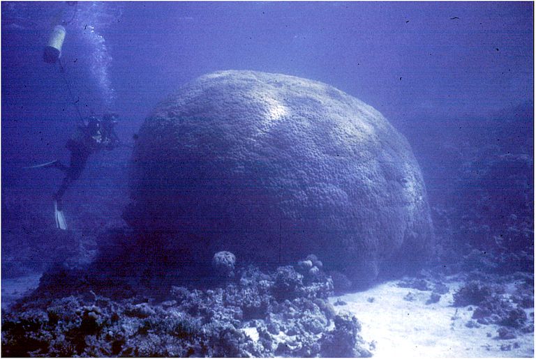 Korallenstock im Roten Meer. Durchmesser der Koralle etwa fünf Meter. Foto: Helmut Schuhmacher