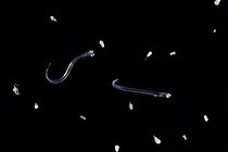 Heringslarven zusammen mit  Ruderfußkrebsen, die zum Zooplankton gehören. Foto Solvin Zankl, www.solvinzankl.com