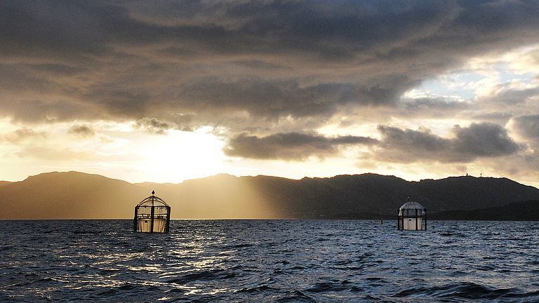 2015, Raunefjord, Norwegen:  Zurück im Raunefjord, jetzt mit Schwerpunkt auf den Reaktionen des Nahrungsnetzes und der evolutionären Anpassung an die Ozeanversauerung.