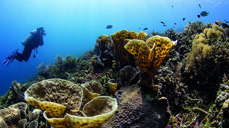 Der indonesische Komodo National Park beherbergt heute noch marine Lebensgemeinschaften von hoher Diversität.