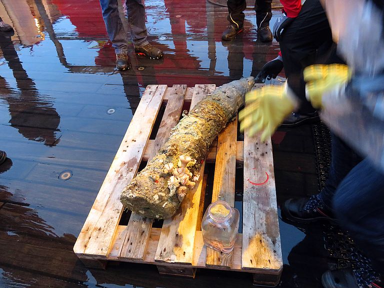 During its 250th dive the ROV KIEL 6000 brought this chimney from the seafloor to the surface.  Photo: ROV-Team, GEOMAR