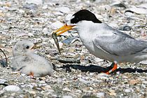 A fairy tern is feeding a goby to its chick in Mangawhai Harbour, New Zealand. Photo: Ian Southey