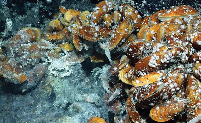 Die Tiefseemuschel Bathymodiolus an einer hydrothermalen Tiefseequelle. Foto: MARUM, Bremen