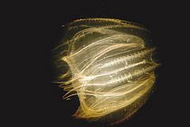 Diese Rippenqualle (Mnemiopsis leidyi) ist nur 1,5 Zentimeter groß und wurde in der Kieler Förde fotografiert. Foto: Javidpour Jamileh, GEOMAR