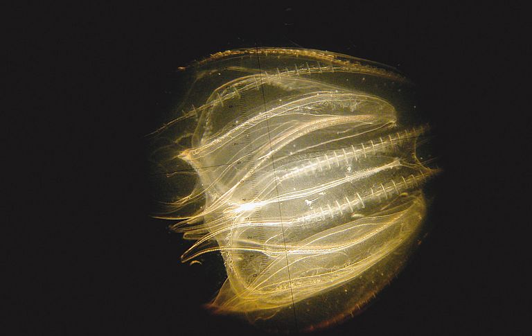 This comb jelly (Mnemiopsis leidyi) is only 1.5 cm in size and was photographed in Kiel Fjord. Photo: Javidpour Jamileh, GEOMAR