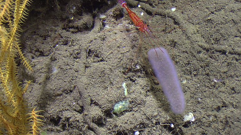 Tiefseeshrimp mit einem Pyrosom am Meeresboden. Foto: JAGO Team, GEOMAR.