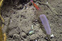 Deep-sea shrimp with a pyrosome on the sea floor. Photo: JAGO Team, GEOMAR.