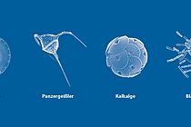Die Hauptgruppen des Phytoplanktons: Kieselalgen (Diatomeen) besitzen runde, bisweilen auch dreieckige Schalen oder auch stäbchen- sowie bogenförmige Gehäuse aus Siliziumdioxid. Panzergeißler (Dinoflagellaten) haben fadenförmige Gebilde (Flagellen) auf ihrer Oberfläche, die ihnen zur Fortbewegung dienen. Kalkalgen (Coccolithophoriden) zeichnen sich dadurch aus, dass ihr Zellkörper von einer Kugel aus Calciumcarbonat-Plättchen umschlossen ist. Blaualgen (Cyanobakterien) besitzen keinen echten Zellkern und sind somit nicht mit den Algen verwandt, sondern zählen zu den Bakterien.