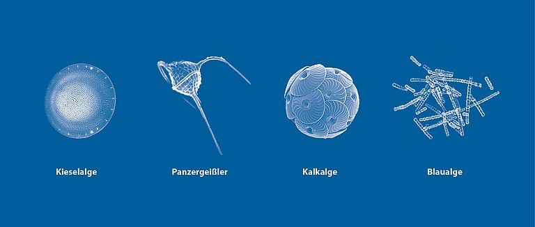 Die Hauptgruppen des Phytoplanktons: Kieselalgen (Diatomeen) besitzen runde, bisweilen auch dreieckige Schalen oder auch stäbchen- sowie bogenförmige Gehäuse aus Siliziumdioxid. Panzergeißler (Dinoflagellaten) haben fadenförmige Gebilde (Flagellen) auf ihrer Oberfläche, die ihnen zur Fortbewegung dienen. Kalkalgen (Coccolithophoriden) zeichnen sich dadurch aus, dass ihr Zellkörper von einer Kugel aus Calciumcarbonat-Plättchen umschlossen ist. Blaualgen (Cyanobakterien) besitzen keinen echten Zellkern und sind somit nicht mit den Algen verwandt, sondern zählen zu den Bakterien.