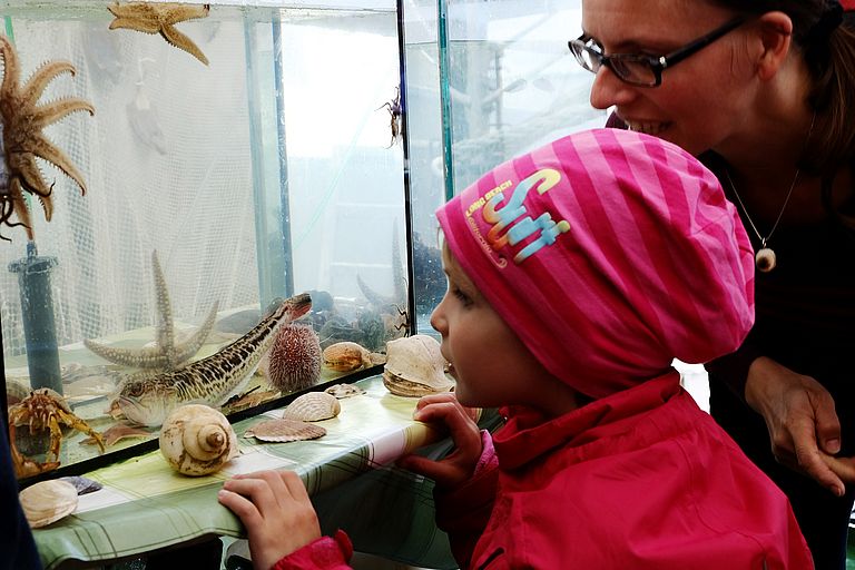 Was lebt denn da im Meer: Zwei Tage lang gibt es auf dem Forschungskutter Littorina viel zu Entdecken. Foto: Jan Steffen, GEOMAR.