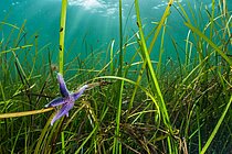 Seestern im Seegras der Ostsee