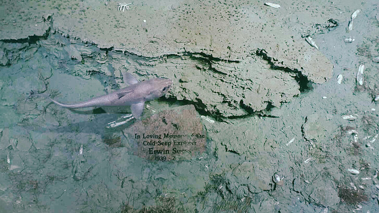 Ein Fisch schwimmt vor dem abgelegten Gedenkstein. 