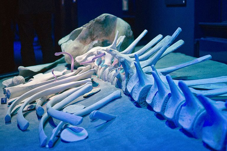 Skelett eines Entenwals. Es verdeutlicht die Bedeutung von Walkadarvern für die Verberitung von Organismen in der Tiefsee