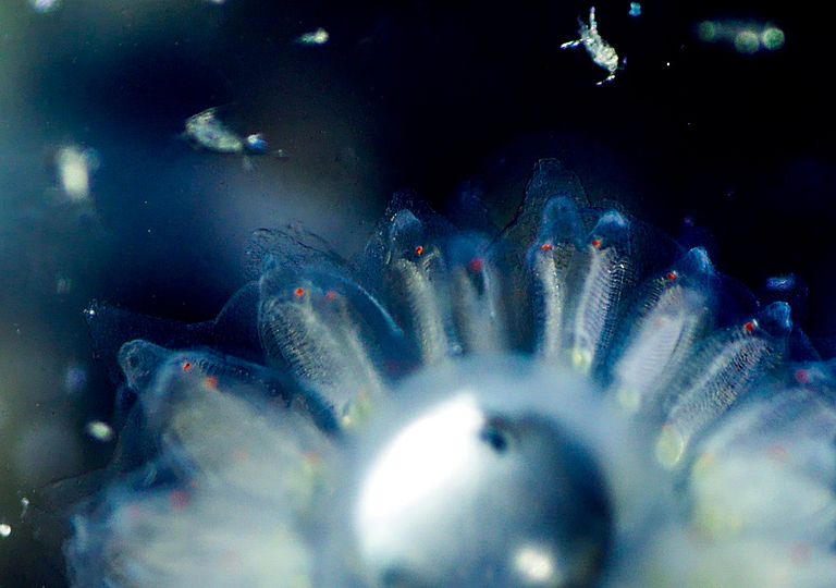 Neben physikalischen, chemischen und biogeochemischen Daten sammelt das Team der Expedition auch Proben des Planktons im Südatlantik. Foto: Martin Visbeck, GEOMAR