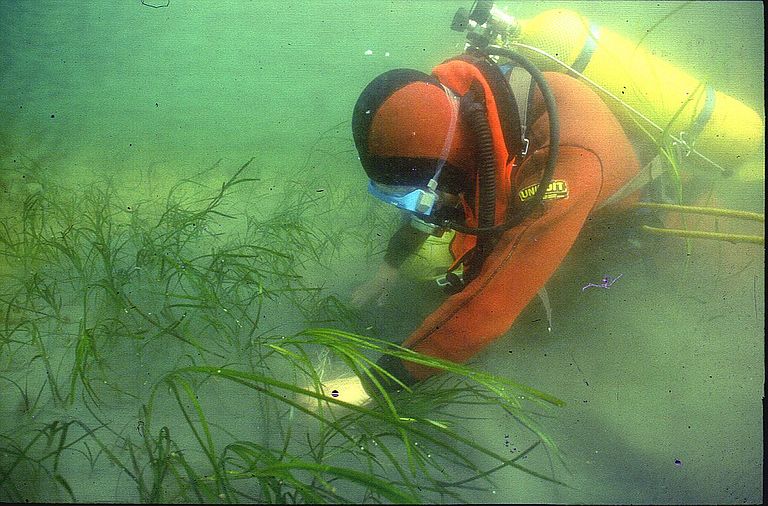 Divers transplant seegrass during a field experiment in the Kiel Bay. picture: T. Reusch, GEOMAR