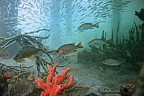 Fische schwimmen in einem tropischen Korallenriff. Foto: Thorsten Reusch/GEOMAR