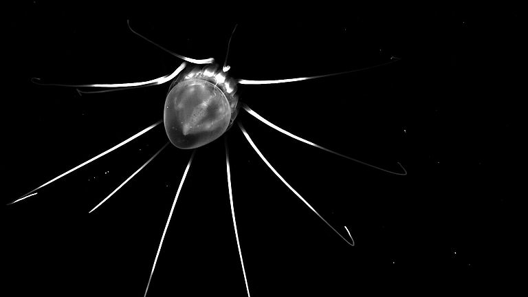 Black and white photo of a deep-sea jellyfish