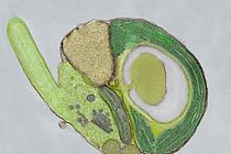 An alga of the genus Micromonas, for which the first transformation protocols are presented. Since Micromonas photosynthesizes with the chloroplast (shown here in green) and is very abundant in the ocean, it plays a role in the global carbon cycle. Photo: Tom Deerinck, Mark Ellisman, Alexandra Worden