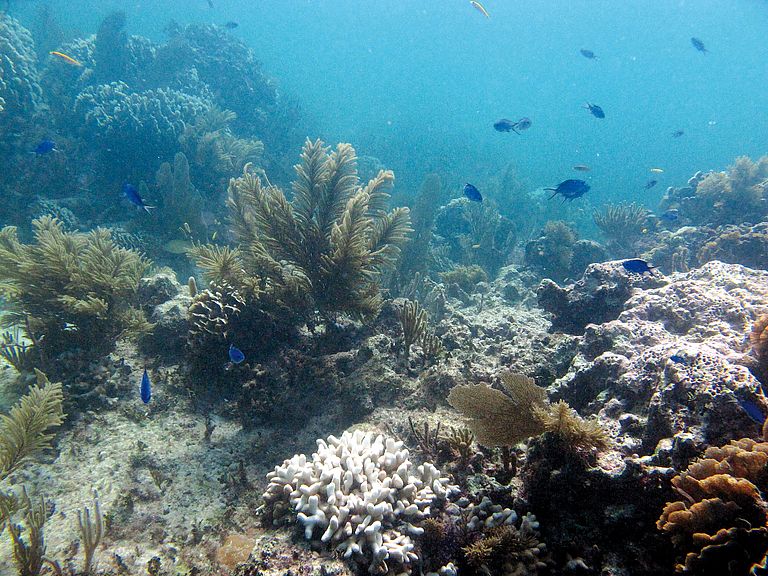 The effects of ocean acidification on coral reefs will be the topic of the public evening lecture at GEOMAR. Photo: Paytan