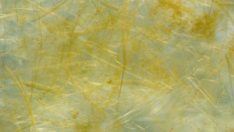 Semi-transparent plant material